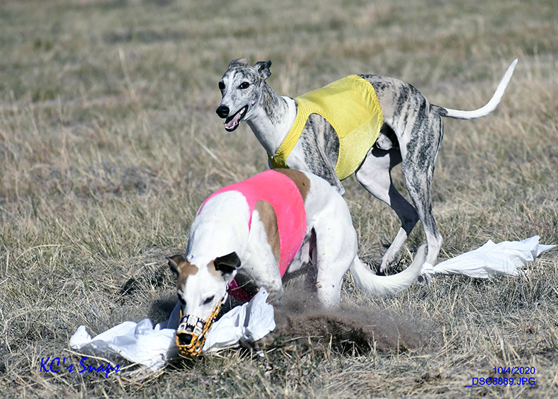 Performance Events | Rocky Mountain Hound Association